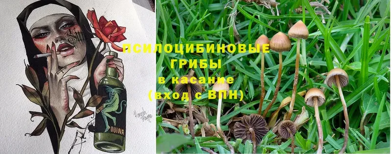 Галлюциногенные грибы Cubensis  Новоалександровск 